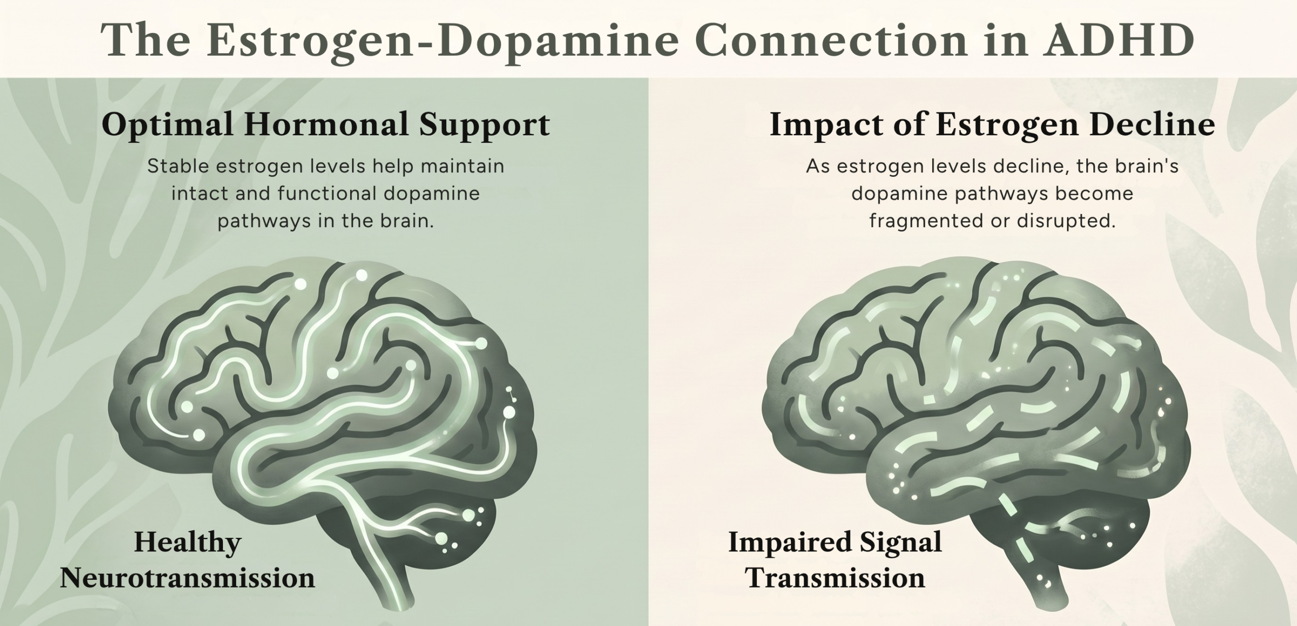 The Estrogen-Dopamine Connection in ADHD